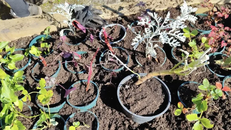 Potting up perennials at the Hub