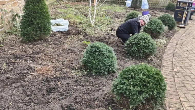 Clearing up and pruning the yew at the Cheapside Garden
