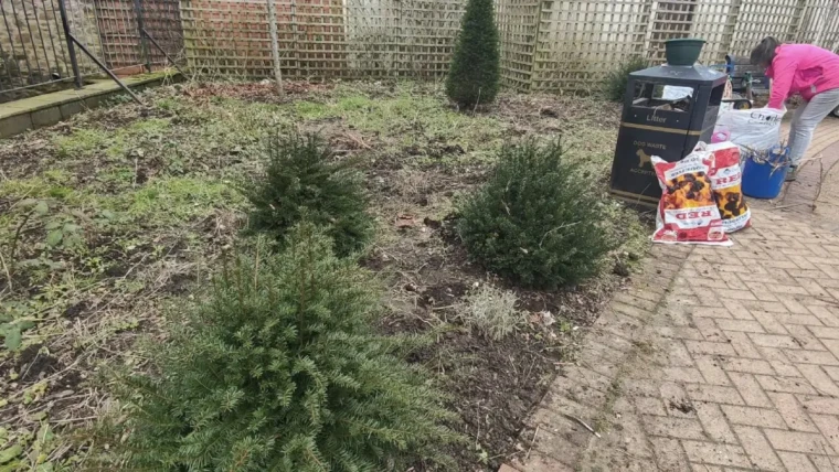 Cutting back the dried stems and some surface weeding